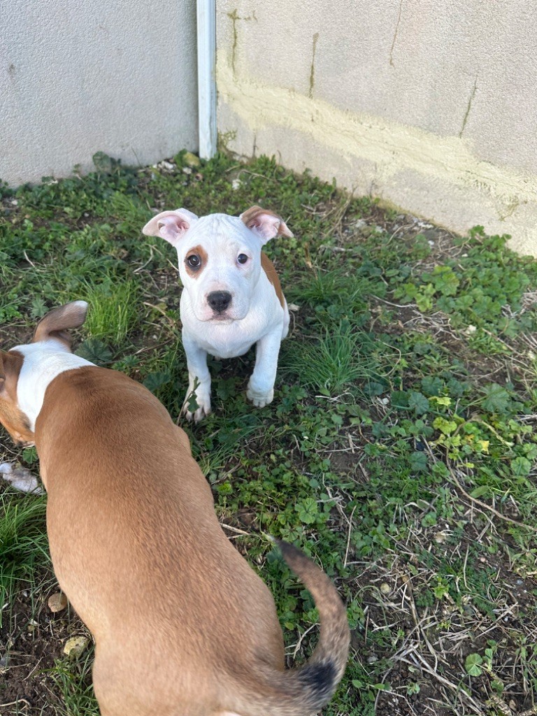 Guardian’s Lovely - Chiot disponible  - American Staffordshire Terrier