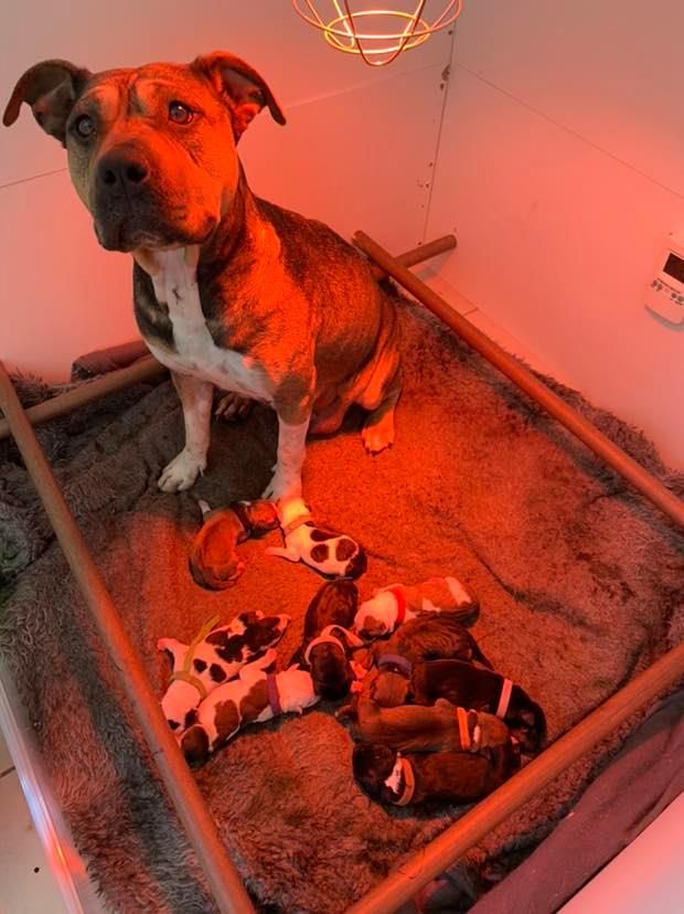 Guardian’s Lovely - American Staffordshire Terrier - Portée née le 11/06/2019