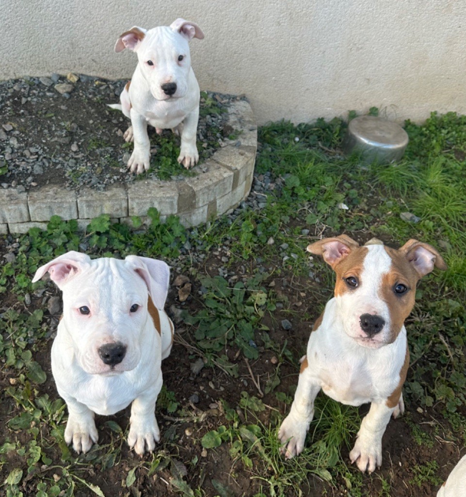 Guardian’s Lovely - Chiot disponible  - American Staffordshire Terrier