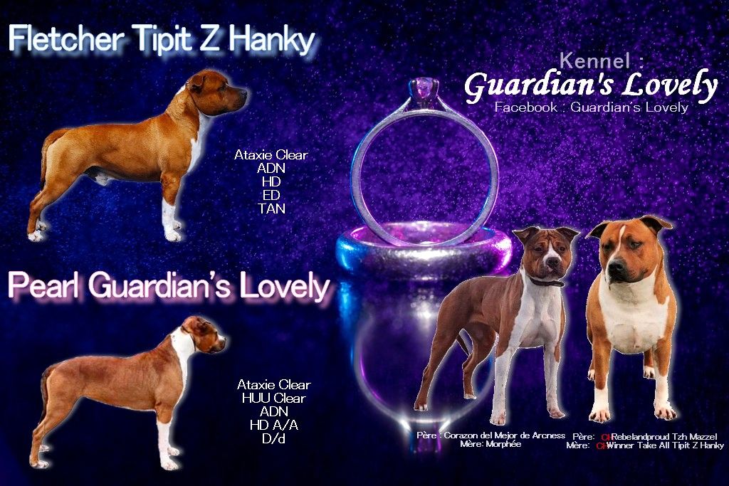 Guardian’s Lovely - American Staffordshire Terrier - Portée née le 10/11/2021