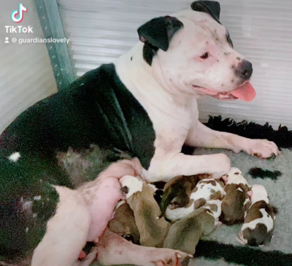 Chiot American Staffordshire Terrier Guardian’s Lovely